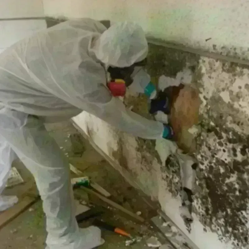 Mold Remediation and Removal in Allen, TX